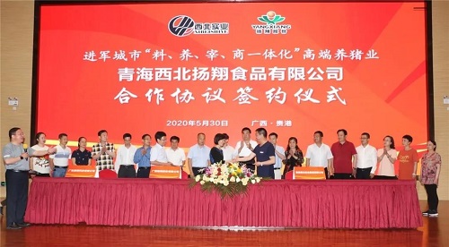 落户青海！向城市“料、养、宰、商一体化”高端养猪业进军
