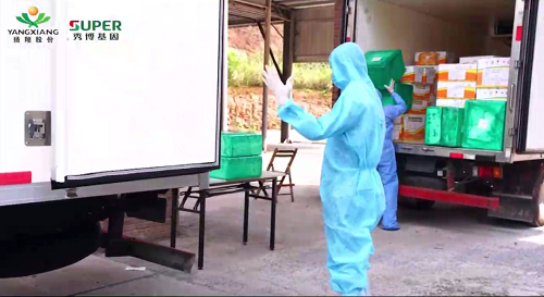 72小时内全国可送达！秀博猪精“说到就到”背后的工序不简单