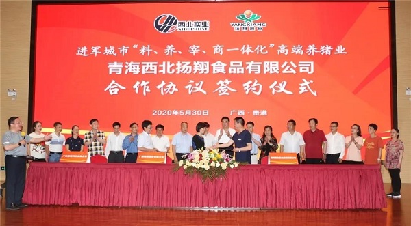 launch in qinghai province! march into the high-end pig industry in urban area 