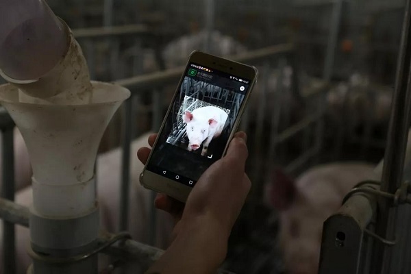  it works! yangxiang’s multi-floor pig farm was ranked among the top 10 innovative business models in animal husbandry and feed industry in china in 2019.