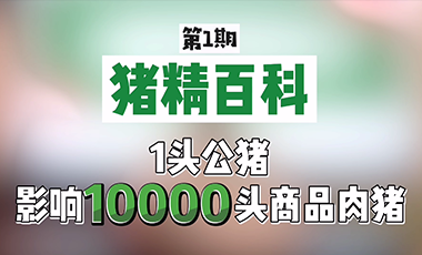  【猪精百科】李家连博士：1头优良公猪的后代1年能增收90万元！可见选择优良猪精的重要性！