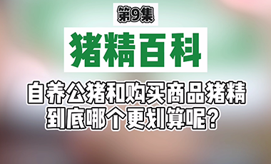 【猪精百科】自养公猪和购买商品猪精到底哪个更划算呢？