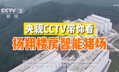 visit yangxiang's intelligent multi-floor pig farm with cctv correspondent