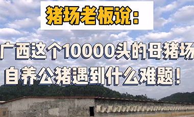 广西这个10000头的母猪场，自养公猪遇到什么难题！